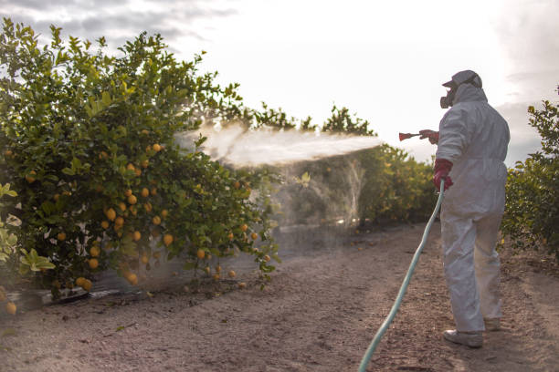 Best Local Pest Control Services  in Dyersville, IA