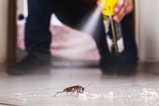 Best Emergency Pest Control  in Dyersville, IA