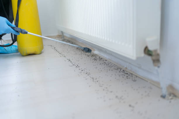 Best Termite Control Services  in Dyersville, IA